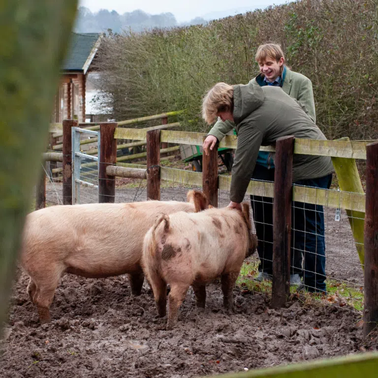 Two people beside a wooden fence with muddy ground and brown pigs in a farm pen, one man smiling at the other person.