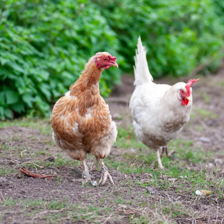 Brown hen in the foreground standing on dirt, with a white chicken behind on a farm yard.