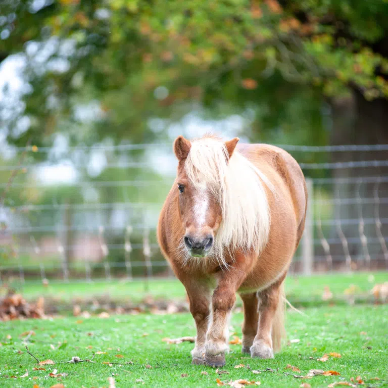 Close-up of a brown pony standing on green grass in a fenced field, head and front legs visible.