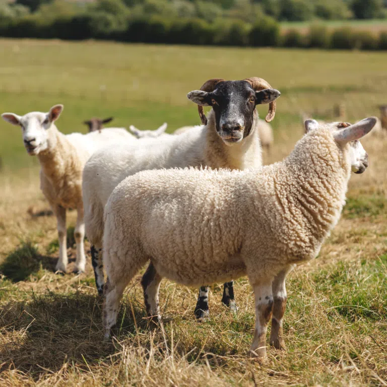Black-faced ram with curved horns in a flock of white sheep in a sunny field, looking at the camera?