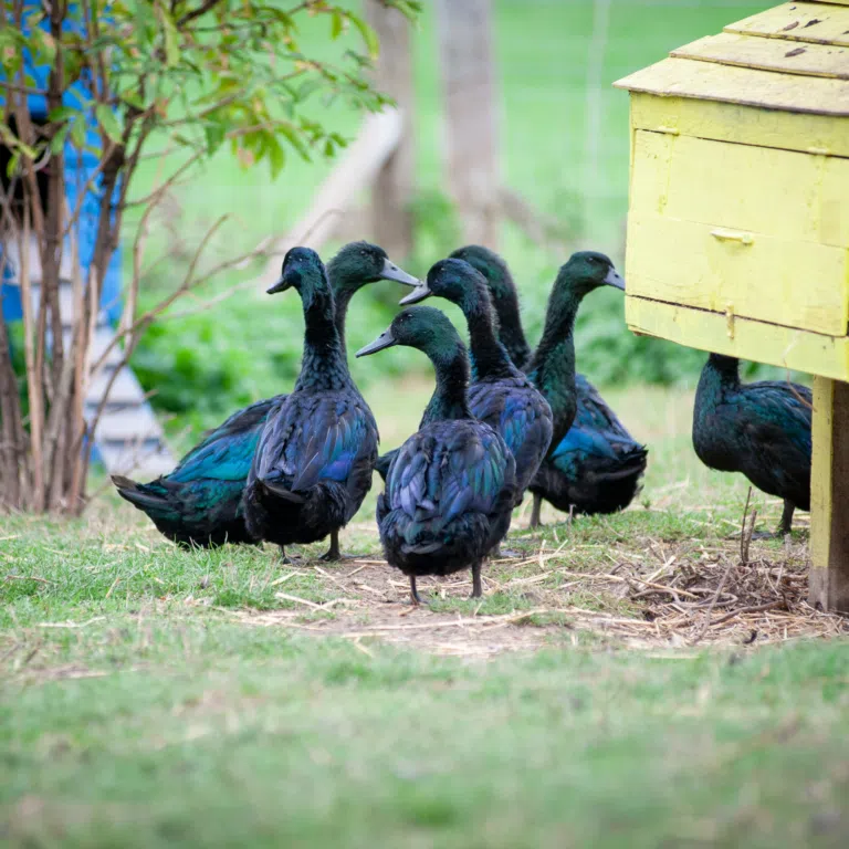 Group of black swans gathered on a grassy area beside a yellow wooden beehive box on the right.