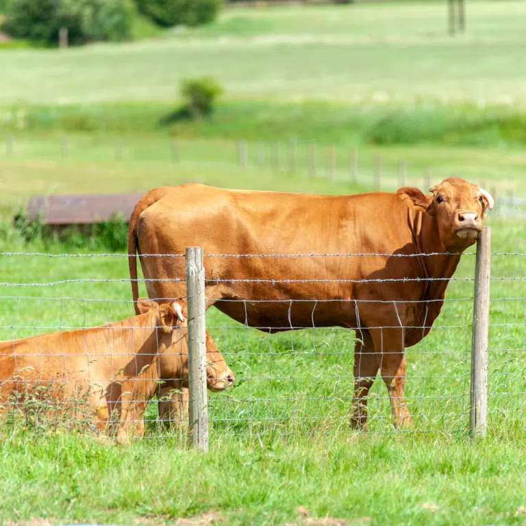 Two brown cows standing behind a barbed wire fence in a green pasture.