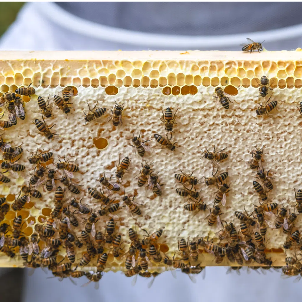 Bees on a honeycomb frame inside a beehive, with capped cells visible