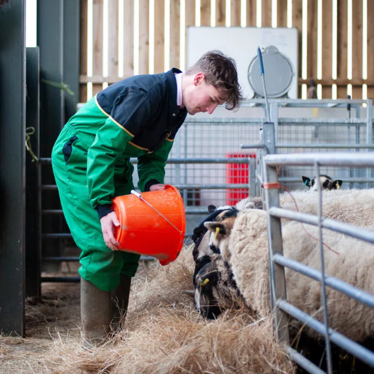 Man in a green and black work jacket pours feed from an orange bucket for sheep in a pen outside farm fencing.