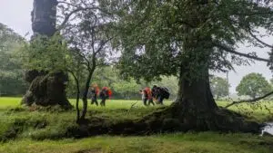 Group of hikers wearing bright red/orange rain ponchos and backpacks walking through a grassy park under large, old trees in light rain or overcast weather.